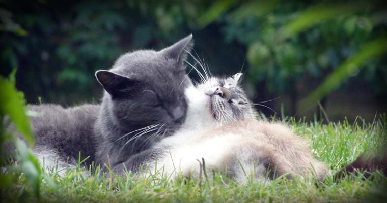 Cat Affection [Howell, MI / 2010]