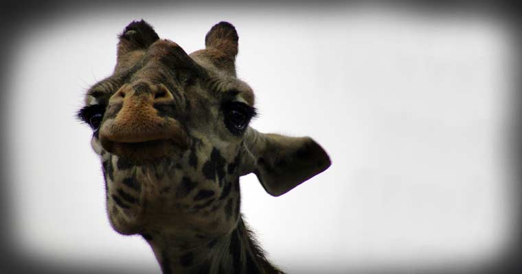 Giraffe [San Diego Zoo, California / 2010] (1 of 2)