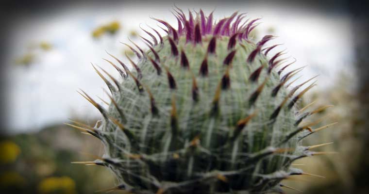 Crazy Flower [El Cajon, California / 2010]